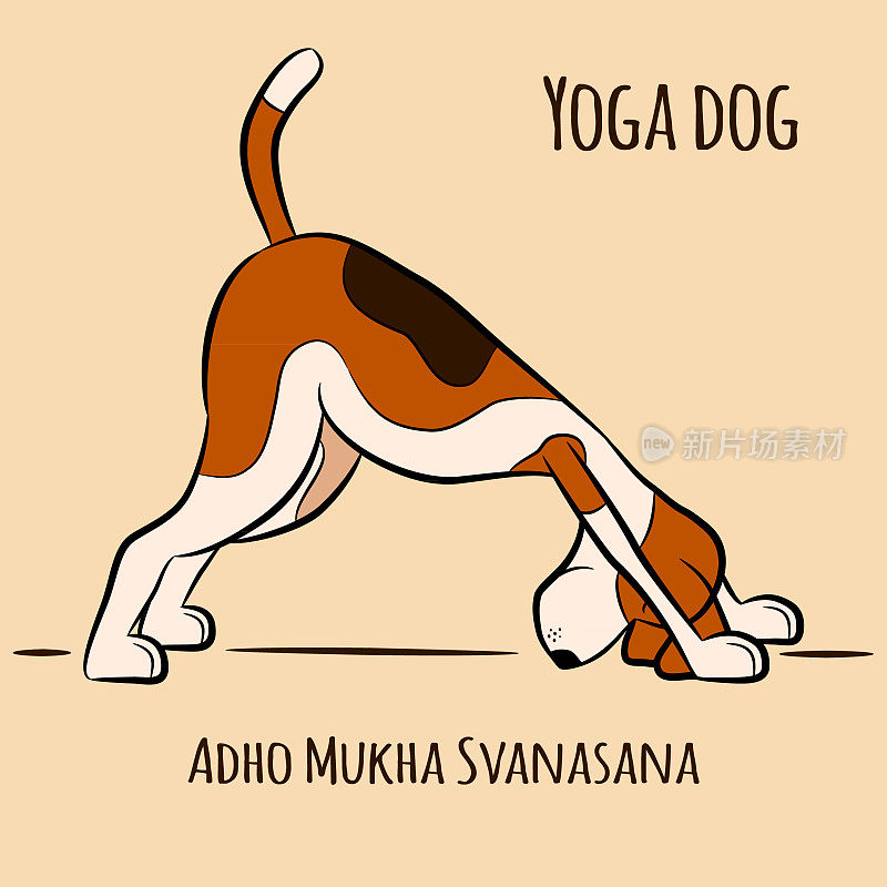 狗展示瑜伽姿势Adho Mukha Svanasana